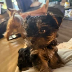 Yorkie puppy male