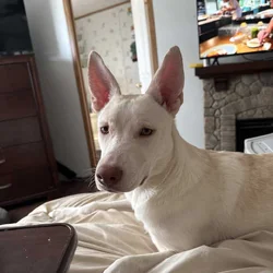 6 mo. old female husky mix