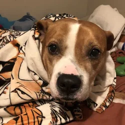 Ace is looking for a new home.