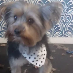 Male Yorkie