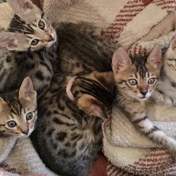 Savannah bengal kittens