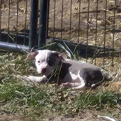 Male American Bully