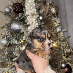 English Cocker Spaniel/French Bulldog Mix Puppies