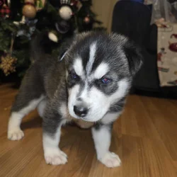Siberian husky