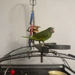 White winged parakeet