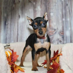 Min Pin Puppies
