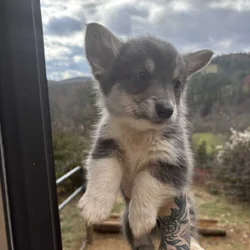 Male Pembroke Welsh Corgis