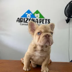 French Bulldogs