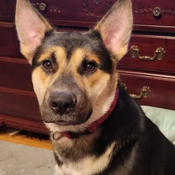 Rehoming Sweet German Shepherd Mix