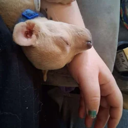 Puppy