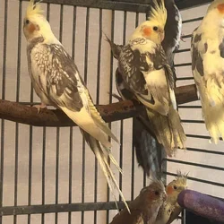 Cockatiel for sale