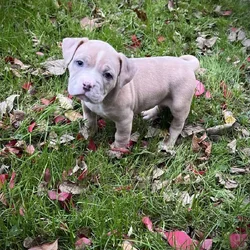 Princess (Champion Bloodline)