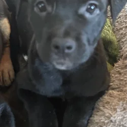 Cane Corso- Rottie Puppies