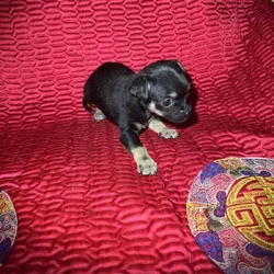 Chihuahua Puppies