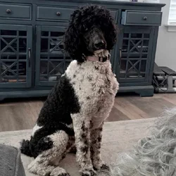 Labradoodle puppies coming soon