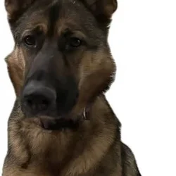 German Shepherd Rehoming