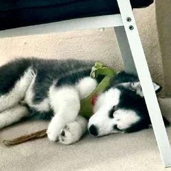 Purebred Siberian Husky – Male, 3 Months Old – Blu