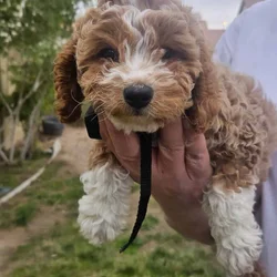 Cavapoochon puppy Rosemary (purple)