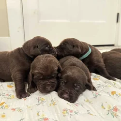 AKC Registered Purebred Chocolate Labs