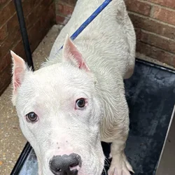 1 year old male dogo