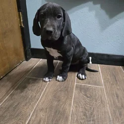 Great Dane puppies