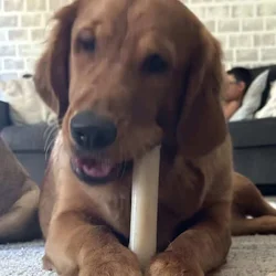 GOLDEN RETRIEVER FOR SALE
