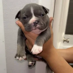 Frenchie Pocket