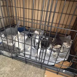 Cats available for adoption