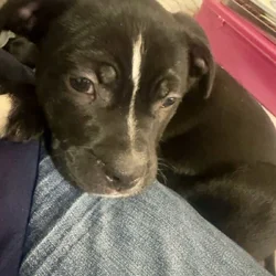 🐾 Lab Mix Puppy — 13 Weeks Old