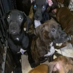 Mastiff black and brindle coat puppy