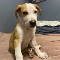 German shepherd mixed with pit