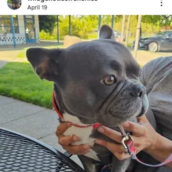 Frenchie bully hybrid