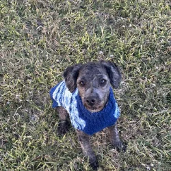 Shadow - Dog for sale
