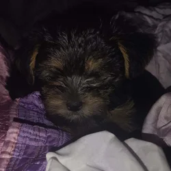 Yorkshire puppies