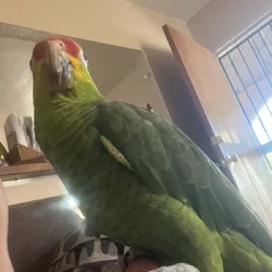 Red-Headed Amazon Parrot