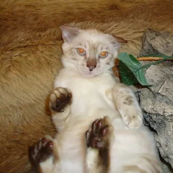 Female Bengal Kitten- Silver Snow Lynx