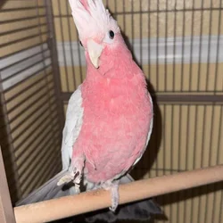 Rose breasted cockatoo / Galah cockatoo
