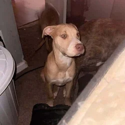Pitbull Terrier/Pitshi