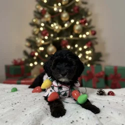 Meet Abbey — The Sweetest Little Girl! 💕🐾