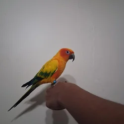 Full tame sun conure