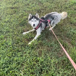 2 Huskies