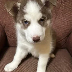 Red Siberian huskies puppies