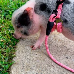 Mini Pot Belly Pig
