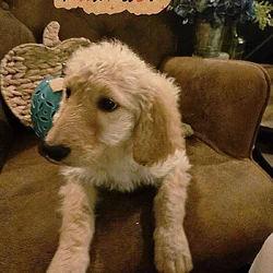 Good As Goldendoodles 2