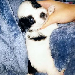 Longhair teacup chihuahua
