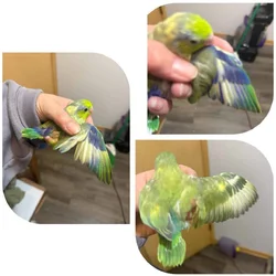 Parrotlets