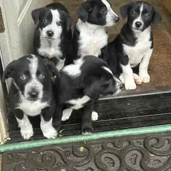 Border Collie puppies