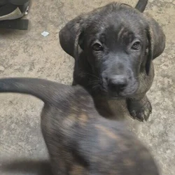Cane Corso mix dobershepherd