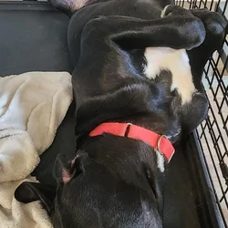 Adorable puppy mix with love to give
