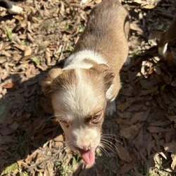 4 puppy